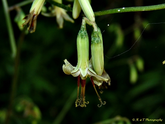 {Nabalus altissimus}